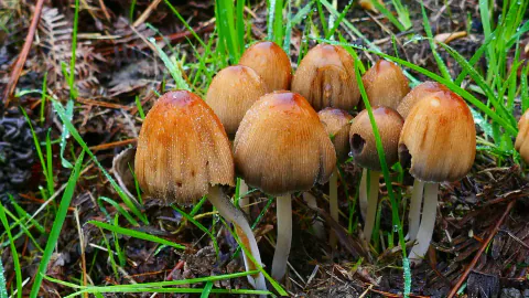 En tett gruppe glimmerblekksopp blant gress og barnåler, med gulbrune, stripete klokkehatter og tynne, hvite stilker.