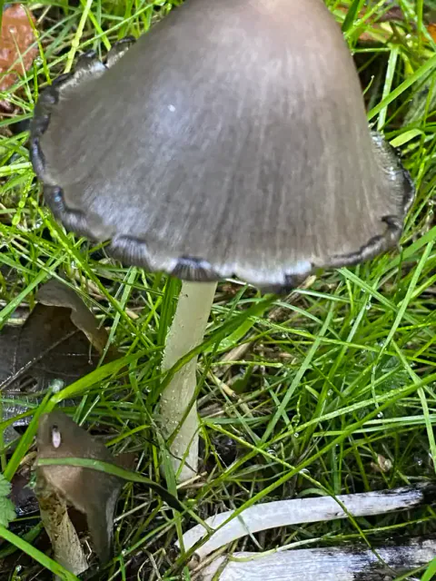 Grå blekksopp i solbelyst gress, med mørkegrå, klokkeformet hatt, fine langsgående striper og en hvit stilk.
