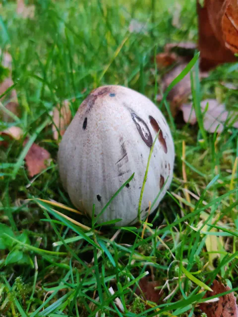 En ung grå blekksopp i grønt gress, med eggformet, sølvgrå hatt og mørke flekker og striper på overflaten.