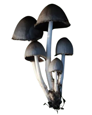 En klynge grå blekksopp med mørke, klokkeformede hatter, svarte hattkanter og lange, lyse stilker.