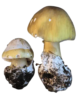 Grønn fluesopp i to vekststadier med olivengrønn hatt, hvite skiver, ring og stor slire.