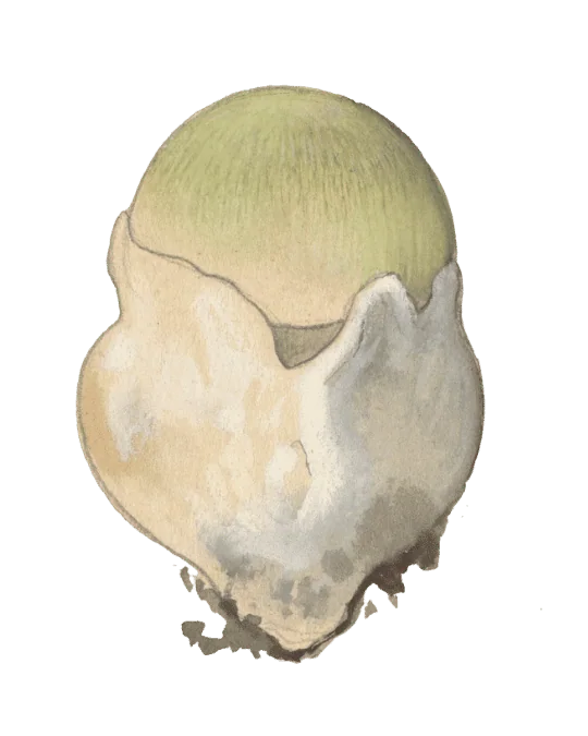 Illustrasjon av ung grønn fluesopp omsluttet av ytre velum, med eggformet hatt og skjulte skiver.