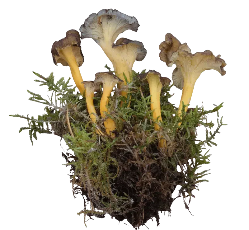 Gule trompetsopper i mose med brune, bølgete hatter, svakt rynket underside og gule stilker.