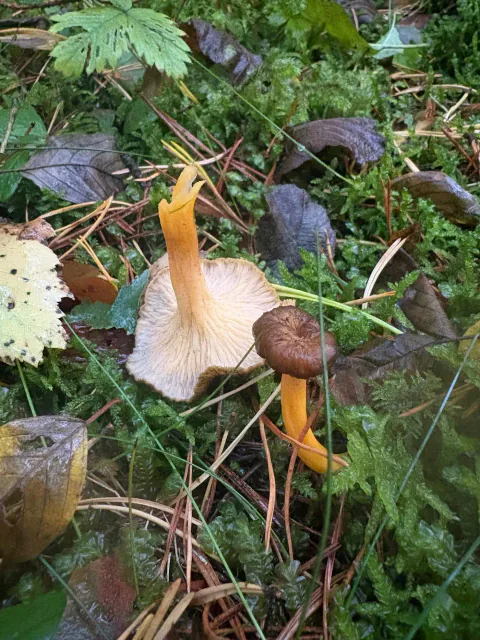 Flere gule trompetsopper i mose med lys, nesten glatt underside og sterkt gule stilker.