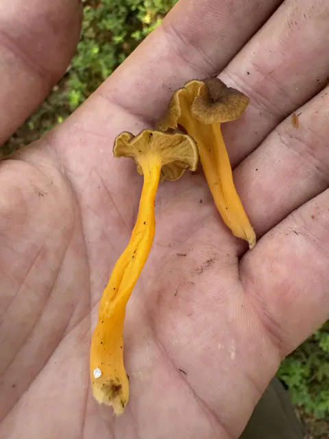 To små gule trompetsopper i en hånd med brune, bølgete hatter og sterkt gule stilker.