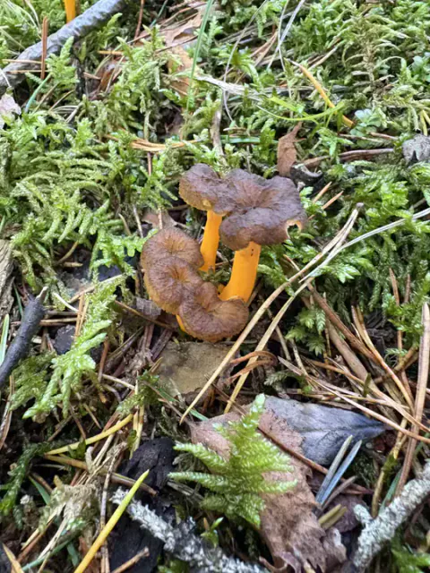 To gule trompetsopper i skogbunnen med brune hatter og oransjegule stilker mellom mose og strå.