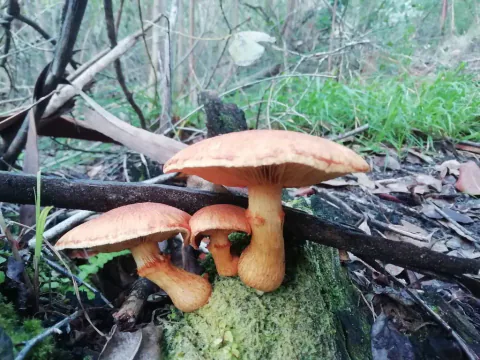 Gullbittersopper på mosegrodd ved sett fra siden, med brede, oransjebrune hatter, synlige skiver og kraftige, gule stilker.