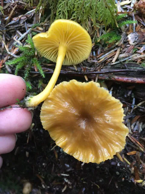 To gullmosehatter ved mose og barnåler, den ene med blank, gulbrun hatt og den andre med gule skiver vendt mot kameraet.