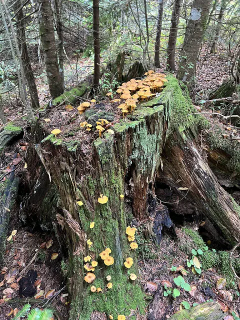 En høy, råtnende stubbe i skogen er dekket av små gule gullmosehatter både på toppen og nedover siden.