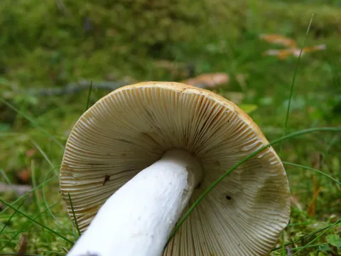Gulrød kremle sett nedenfra mot grønn mose og gresstrå, med tettstilte kremgule skiver og en kraftig, hvit stilk.