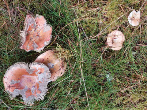 Flere gulrøde kremler sett ovenfra i gress og mose, med rosaoransje hatter, store gråhvite partier og frynsete kanter.