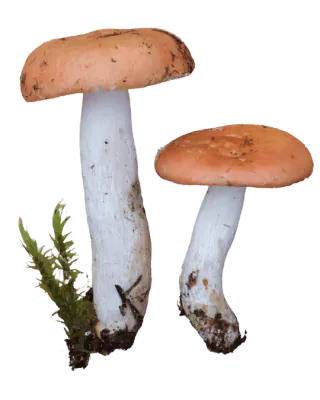 Illustrasjon av to gulrøde kremler med oransjebrune, svakt hvelvede hatter og lange hvite stilker med jord ved basis.