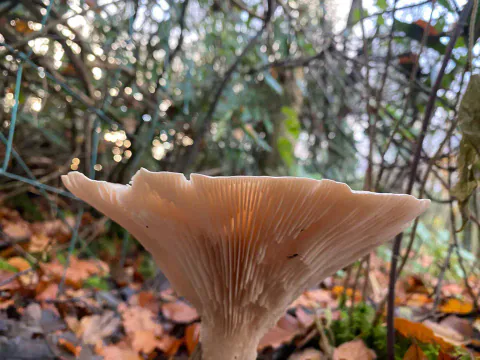 Heggetraktsopp fotografert lavt nedenfra mot skogen, med bred, bølget hattkant og tette, lyse skiver nedover stilken.
