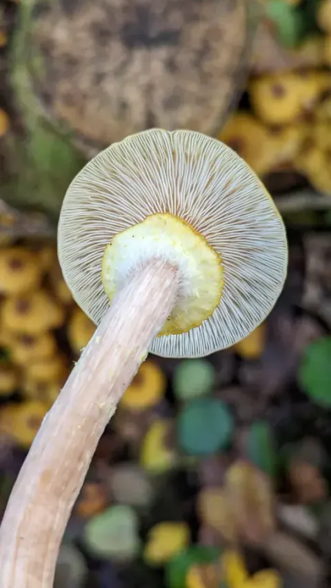 En honningsopp sett fra undersiden, med lyse skiver, tydelig gul ring og en lang, lysebrun stilk mot uskarp skogbunn.