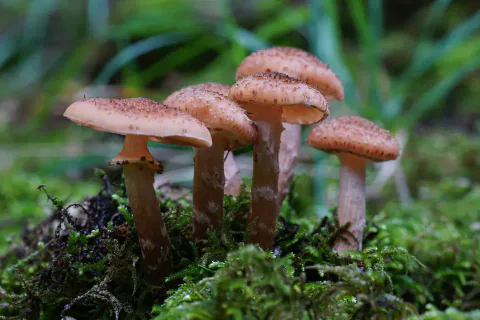 En gruppe honningsopper står i grønn mose, med småskjellete, rødbrune hatter og lyse ringer på de brune stilkene.