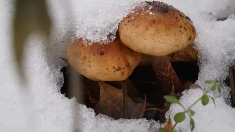 To honningsopper stikker fram fra snøen, med gulbrune hatter dekket av små, mørke skjell og korte, brune stilker.