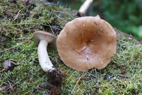 To hulrisker på mose, én med bred, blank, brun hatt vendt frem og én på siden med lys, bøyd stilk og skiver synlige.