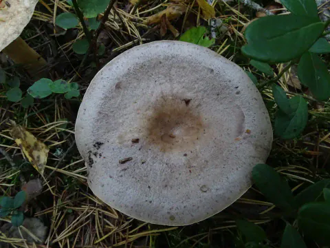Hulriske sett rett ovenfra blant grønne blader og strå, med bred, lys gråbrun hatt og et mørkere, nedsenket midtparti.
