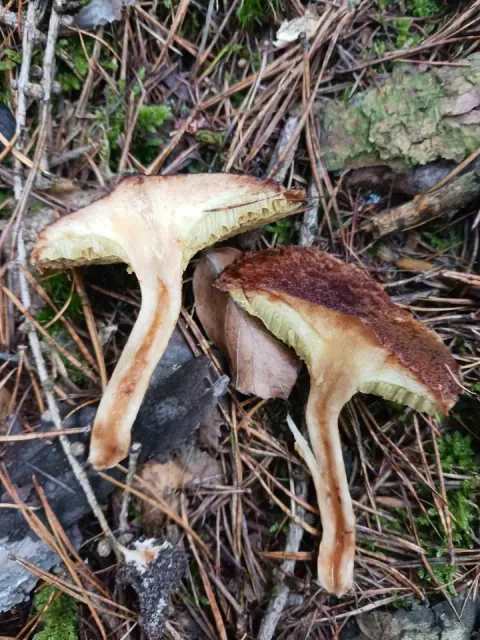 To gjennomskårne deler av hulrørsopp ligger blant barnåler, med lyst kjøtt, tydelig hul stilk og brun hattflate synlig.