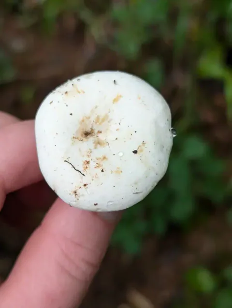 En hånd holder en liten hvit pepperriske sett ovenfra, med rund, glatt hatt, svak fordypning og små jordflekker.