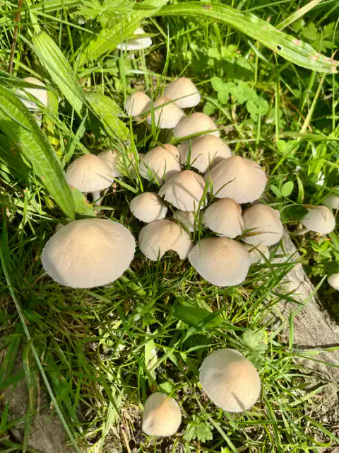 En tett gruppe hvite sprøsopper sett ovenfra, med lyse beige hatter i flere størrelser mellom grønne gresstrå.