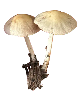 To frilagte hvite sprøsopper med beige, hvelvede hatter, lyse, tynne stilker og en trebit festet ved basis.