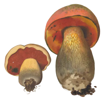 Illustrasjon av ildrørsopp med brun hatt, rød underside og kraftig stilk med årenett.