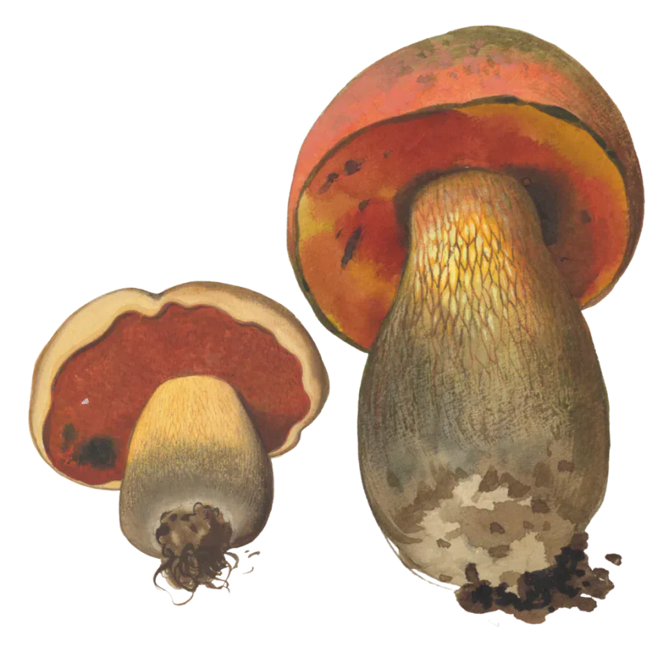Illustrasjon av ildrørsopp med brun hatt, rød underside og kraftig stilk med årenett.