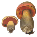 Illustrasjon av ildrørsopp med brun hatt, rød underside og kraftig stilk med årenett.