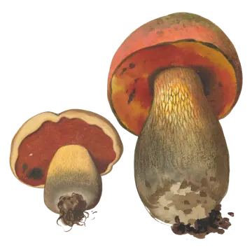 Illustrasjon av ildrørsopp med brun hatt, rød underside og kraftig stilk med årenett.