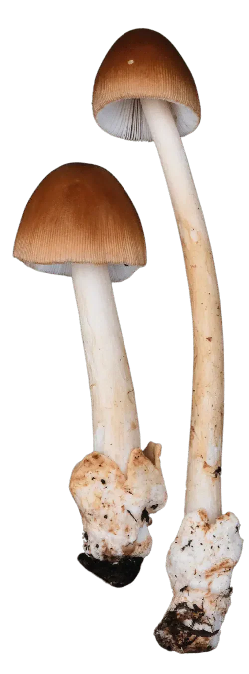 Kamfluesopp-gruppen med to slanke brune eksemplarer uten ring og med poseformet slire.