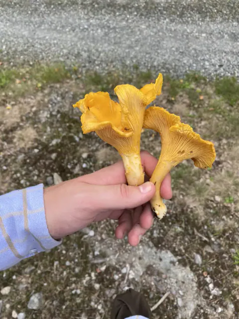 Flere kantareller i en hånd med guloransje, bølgete hatter og glimt av ribbene under.