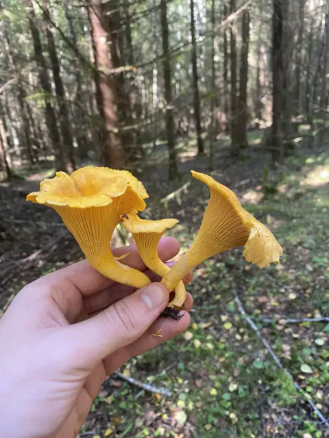 To kantareller sett fra siden med bølgete guloransje hatter og kraftige, lyse stilker.