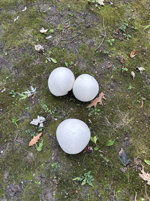 Tre hvite kjemperøyksopper med rund til eggformet fasong, sett ovenfra på mosegrodd jord med spredte blader.