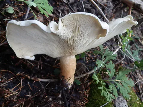 Kjempetraktmusserong sett nedenfra på skogbunnen, med bred, bølget hatt, lyse skiver og en kort, kraftig, beige stilk.