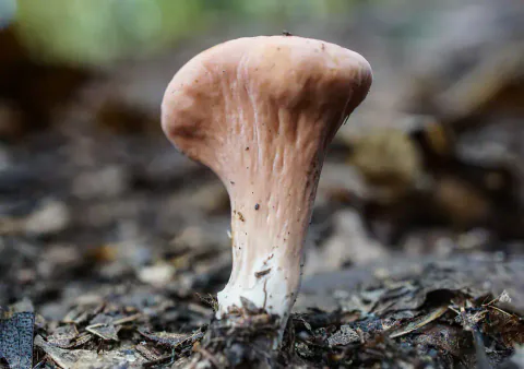 Klubbesopp sett fra siden på mørk skogbunn, med bred, rosabrun topp og rynkete sider som smalner mot en hvit fot.