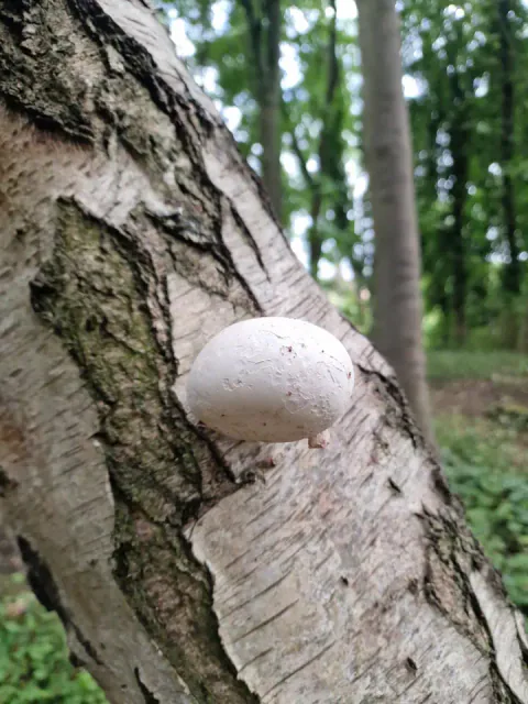 En liten knivkjuke med nesten halvkuleformet, hvit overside vokser ut fra en skrå bjørkestamme i skogen.
