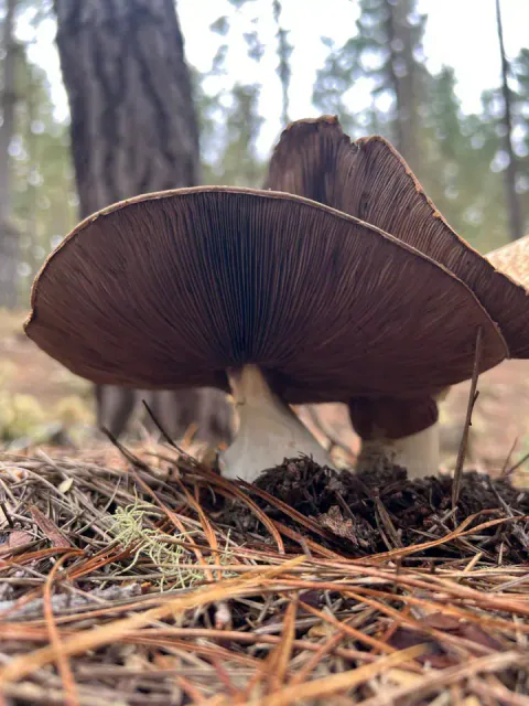 To kongesjampinjonger sett fra bakken blant barnåler, med brede hatter, mørkt purpurbrune skiver og kraftige, hvite stilker.