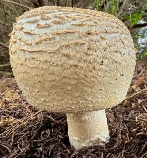 Ung kongesjampinjong på skogbunnen, med stor, rund hatt dekket av lysebrune skjell og en kort, kraftig, hvit stilk.