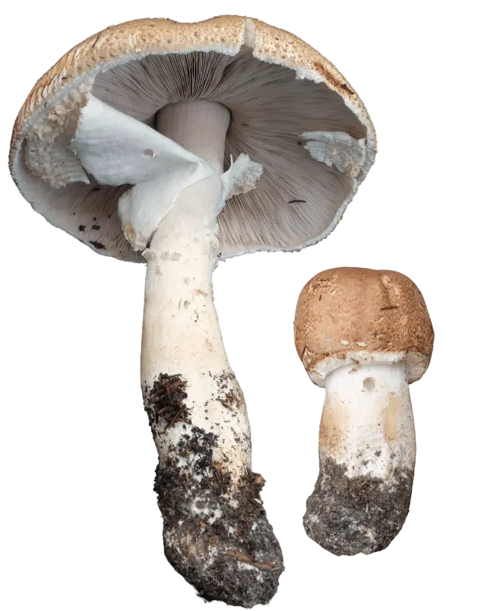 To kongesjampinjonger, en stor med gråbrune skiver og bred, hvit ring på stilken, og en liten med lukket, brunskjellet hatt.