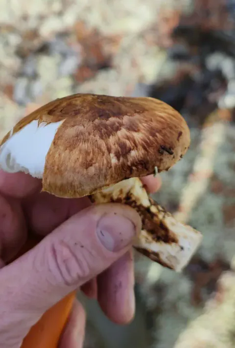 En hånd holder en kransmusserong med brun, skjellet hatt, en hvit skade på hattkanten og en kort, kraftig stilk.