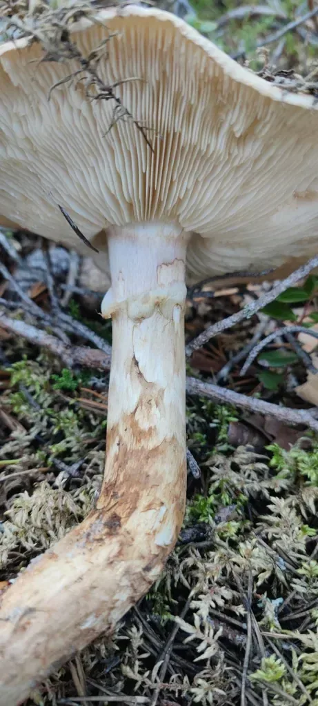 Kransmusserong på mose og kvister, sett fra undersiden med lyse skiver, en smal ring og brunfibret, bøyd stilk.