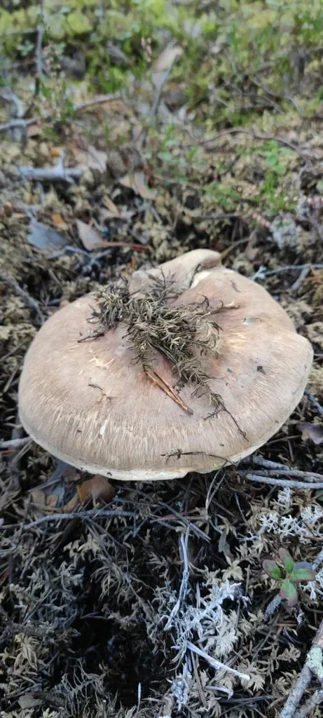 Kransmusserong sett ovenfra i skogbunnen, med bred, lys brun hatt og en klump av mose og barnåler på toppen.