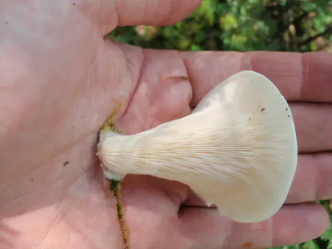 Krittøsterssopp hviler i en åpen hånd, med kremhvite skiver som stråler fra det smale festet mot en bred, avrundet hattkant.