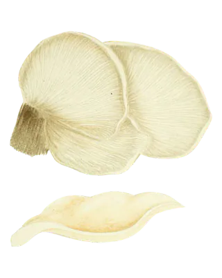 Illustrasjon av krittøsterssopp med lyse, vifteformede hatter, tette skiver på undersiden og en hatt vist fra siden.