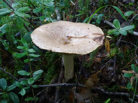 Lakrisriske står mellom lave, grønne planter, med bred, blekbrun hatt med nedsenket midte og en slank stilk under kanten.