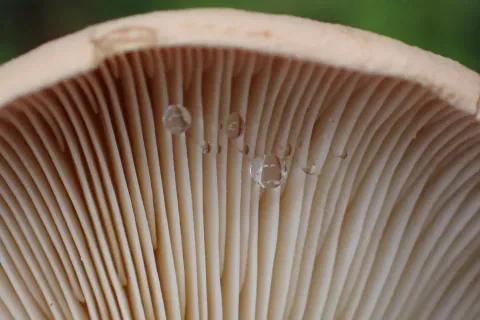Makrofoto av lakrisriskens underside, med blanke, gjennomsiktige dråper på lyse skiver like under den brunrosa hattkanten.