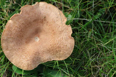 Lakrisriske sett ovenfra i grønt gress, med bred, brun, filtet hatt, nedsenket midte og en ujevn kant med små hakk.