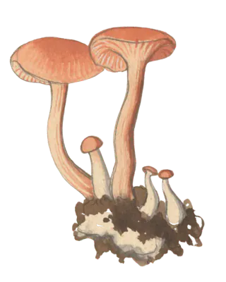 Illustrasjon av lakssopp med laksrosa hatt, fjernstilte rosa skiver og slank fibret stilk.