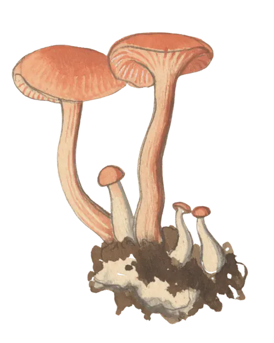 Illustrasjon av lakssopp med laksrosa hatt, fjernstilte rosa skiver og slank fibret stilk.